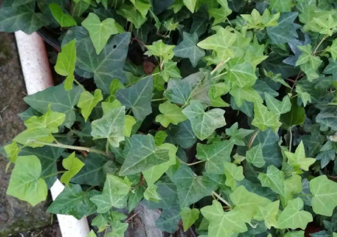 这几种花，要是秋天不扦插，错过就等1年