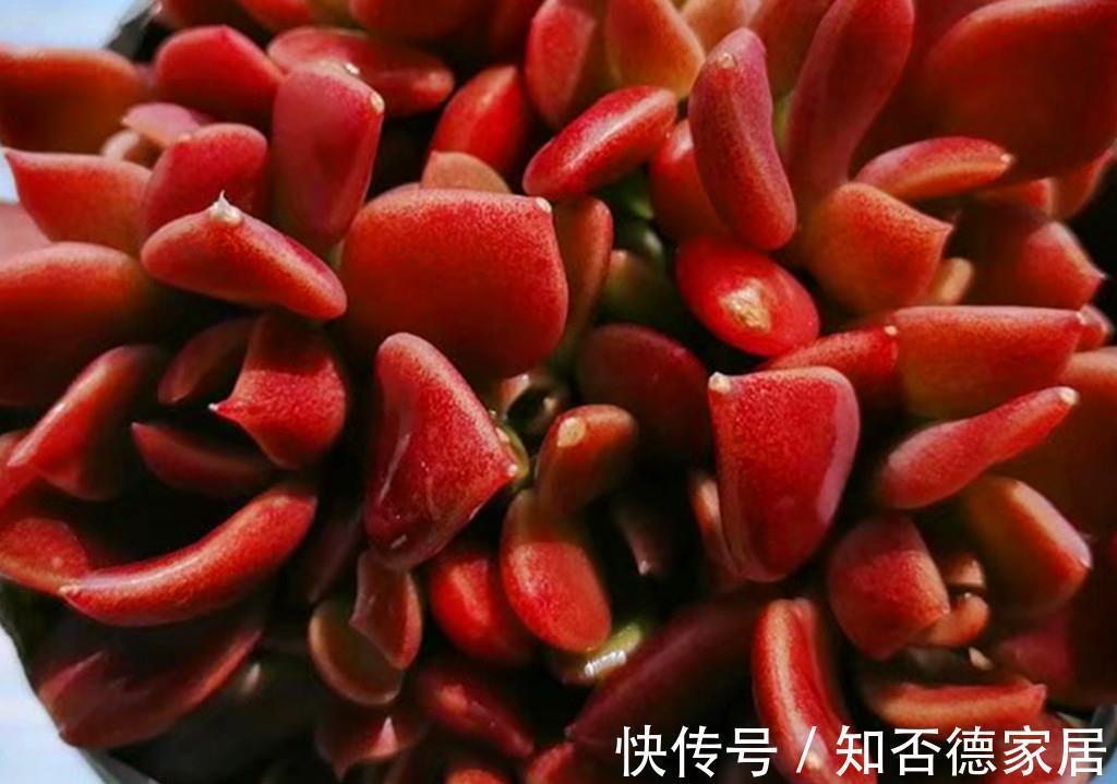 多肉中永远的神之一因地卡,生长快爱爆头,想要养死有难度