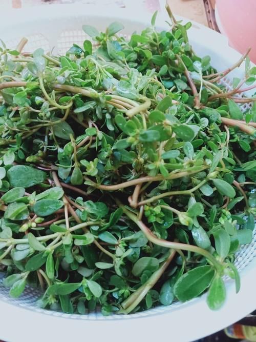 农村常见的4种野菜,总被误认为杂草,其实都是宝,调成馅可香了