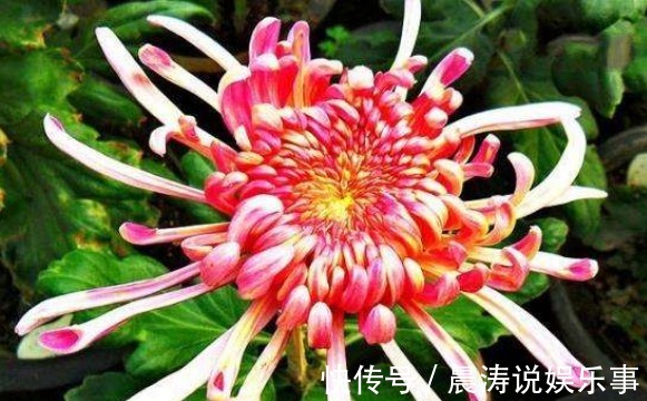 喜欢养菊就选“巾帼雄风”,花姿优美,淡雅清奇,观赏性价值极高