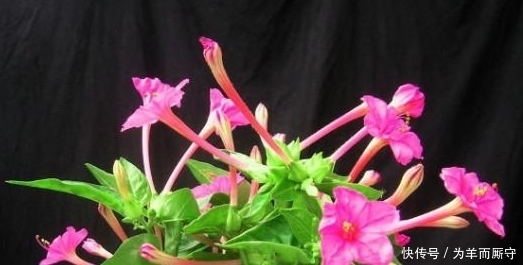 养颜|农村常见的这种“夜饭花”,除了能驱蚊外,还是祛斑养颜的护肤品