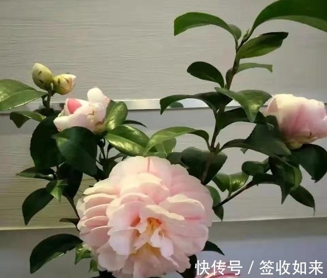 发黄|20种花卉的20个常见问题，养花人必看