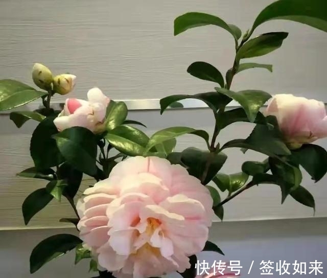 发黄|20种花卉的20个常见问题,养花人必看