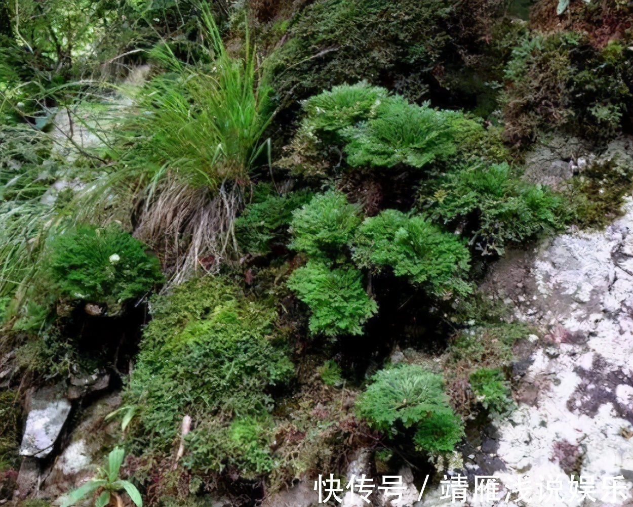 还魂草野外到处都是,碰到后别犹豫,拿个袋子挖走