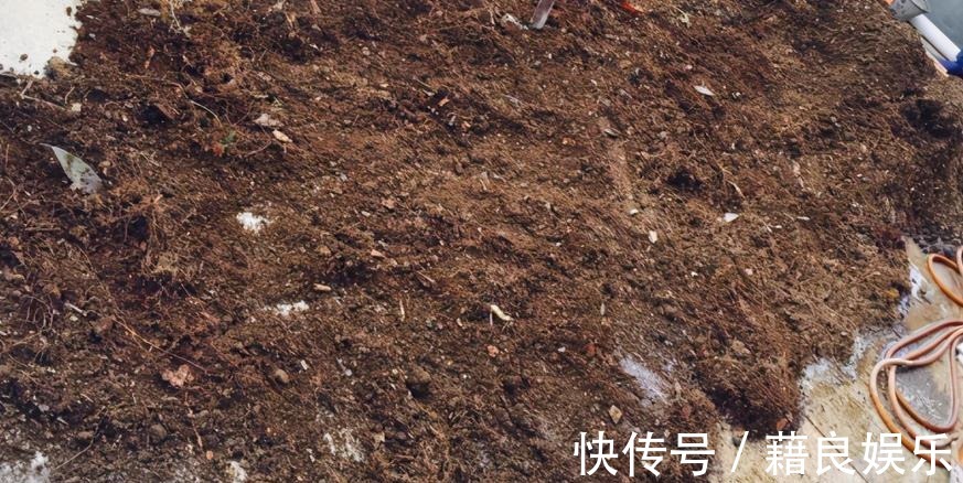 腐叶土|该怎么调配土壤?摸清这3种介质的特性,养花不愁土质不适合
