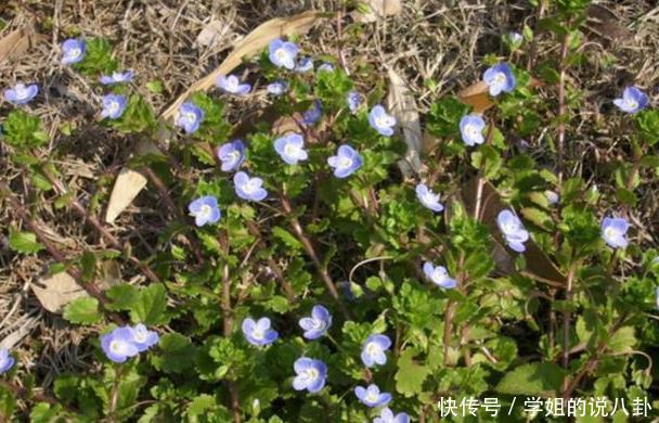 农村|农村2种花,号称“男人的加油站”,很多人都不知