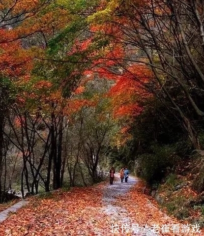 染红|赏红叶、拍美照、邂逅山间“精灵”，这地方只美一个月，速来