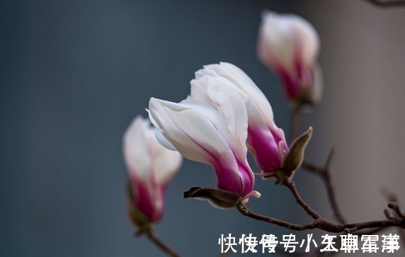 吉祥|庭院无树,无福无禄?有院子就种15种树,随便选一种,吉祥又好看