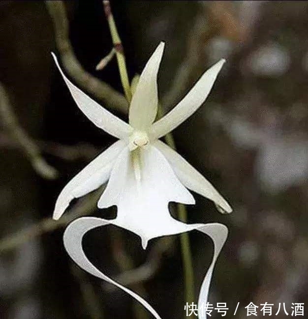 贝母|美丽而奇特,这些花的造型是你极少见到的,有你认识吗?(上)