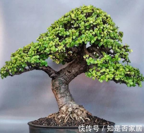 金枝玉叶|适合新手的2种花卉，皮实好养长势旺，养成盆景价值高