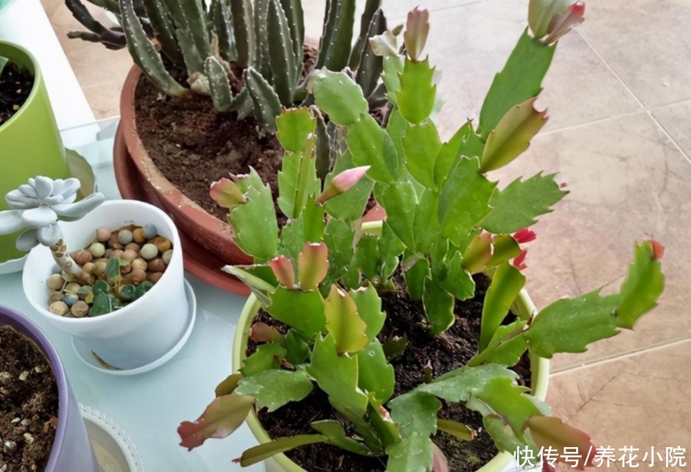 蟹爪兰开完花后,下一步该如何去养护?