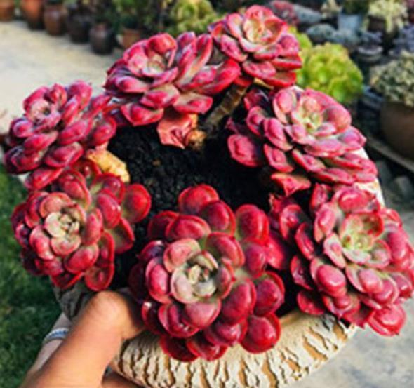 此款多肉第一眼不喜欢,越养越好看,花友直呼真香,养过的人不多