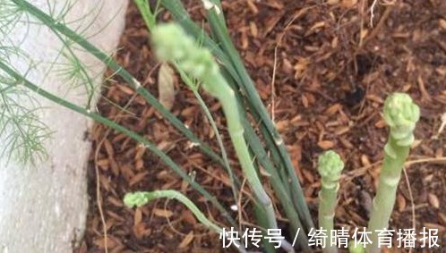 20cm|3种蔬菜,有着很高的“抑癌率”,阳台盆栽上几盆,越吃越健康