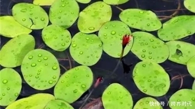 鼠曲草素|现在吃这些野菜,可补肾,降血糖,还凉血止血,可别错过了!