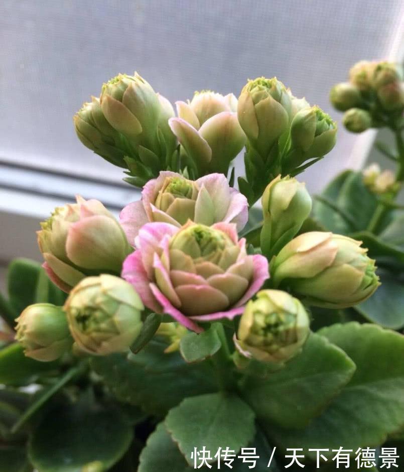 去店里买长寿花，种类太多都挑花眼，这8种真的太漂亮了