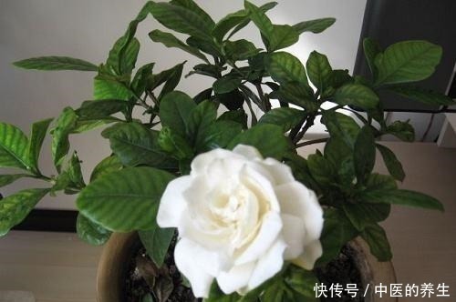 要点|养栀子花,记住4个要点,叶子绿,开花多,旺盛增1倍!