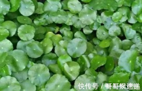 这3种绿植,放心大胆的浇水,浇的越多长的越旺,怎么折腾都不怕