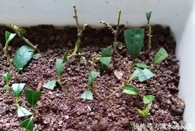 桂花怎样繁殖快?“扦插”最靠谱,教你扦插小技巧