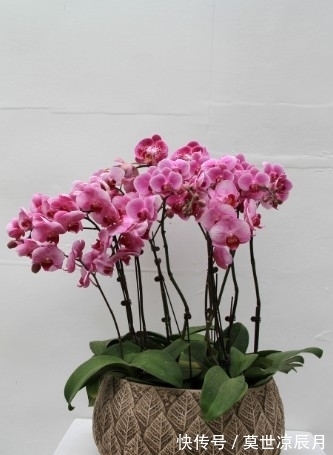 水苔|蝴蝶兰怎么浇水,三句话概括了浇水的全部窍门