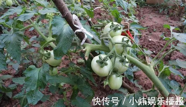 公婆|买192平带院子的一楼房子,公婆骂我傻,现在却抢着种菜了