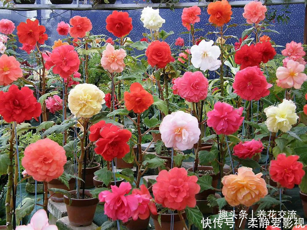 秋海棠盆栽养护问题解答，病虫害防护，不开花和新芽脱落解决方案