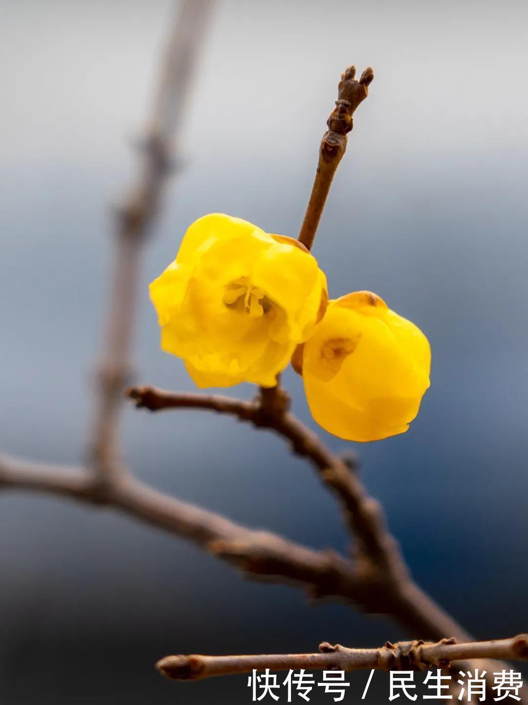 盛开|最暖春节催开红梅花，郑州园博园现“双梅闹春”