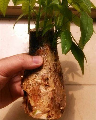 浇水|发财树烂根黄叶了，别着急扔掉，轻松几步就能起死回生！