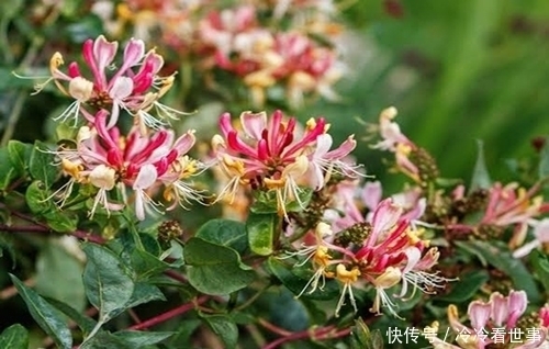 李时珍称此花为“金不换”,花香驱虫净化空气,家人跟着也健康