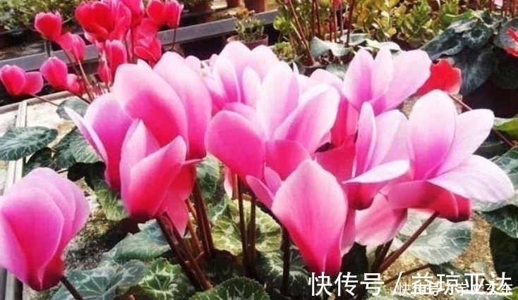 飘香藤|最有仙气的3种花,好养又漂亮,开花一茬又一茬,美如仙境!