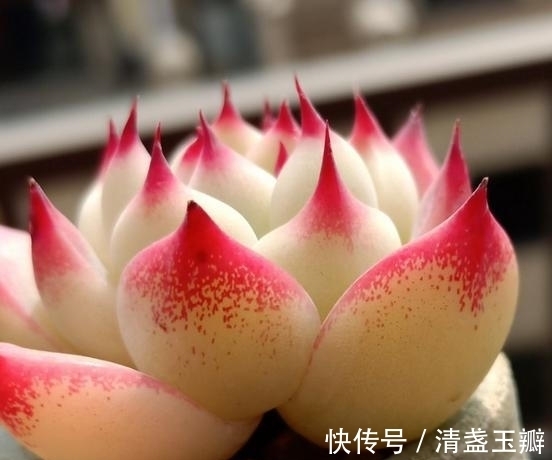 养多肉就像修炼一样,即便是普通的水蜜桃,也能绽放光彩