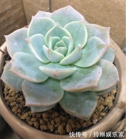 虹之玉锦|别人家和我家“多肉”对比图,能养得“丑”出境界的,真是辛苦了