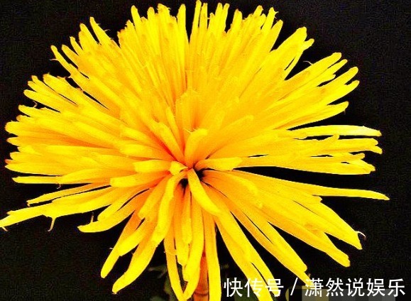 香梨|喜欢菊花，就养盆“珍稀名菊”黄香梨，看似黄金蝴蝶，偏偏起舞！