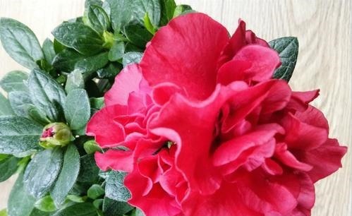 3种漂亮花，再“喜欢”也别贸然买，太难养，一般人根本养不活