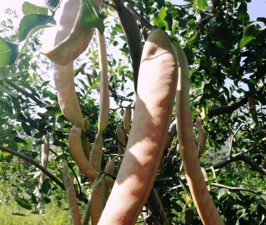 这个树农村遍地都是,浑身都是宝,用它洗头又干净又健康