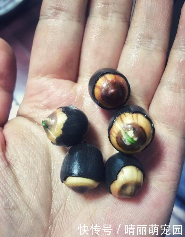 她在水缸里种荷花,开花比脸还大,满缸都是藕!