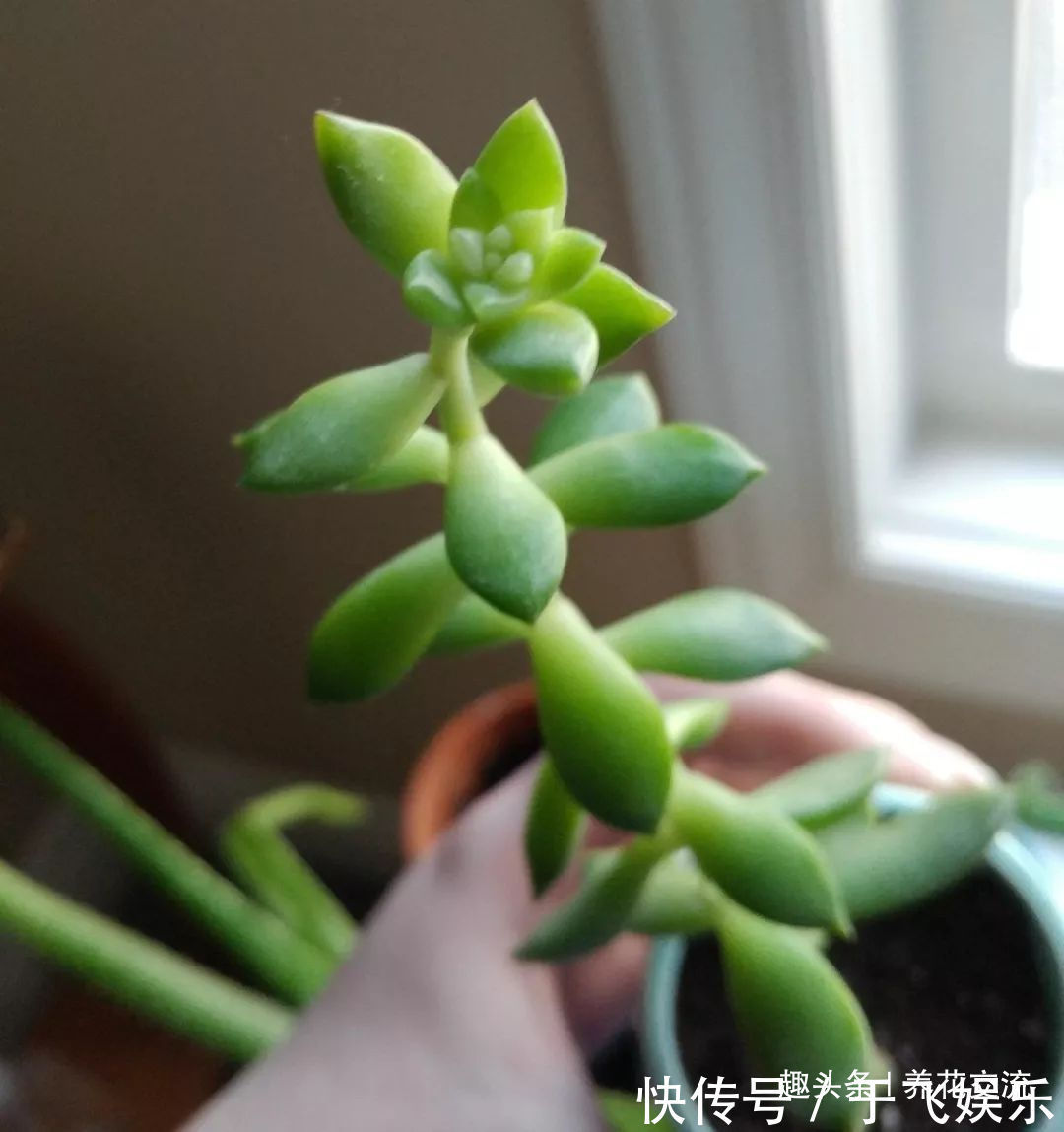 多肉植物|盆栽多肉植物不小心长变形了,适当修剪后就能恢复好看的形态