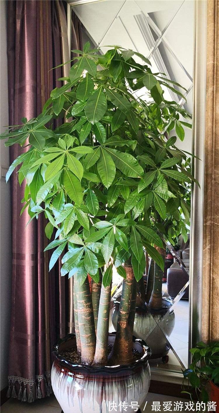 10大吉祥花,好养又高档,家里养一盆,有花有果招财又旺家