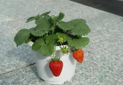 草莓叶子干枯不用怕？找到具体原因，针对性补救，叶片翠绿又光泽