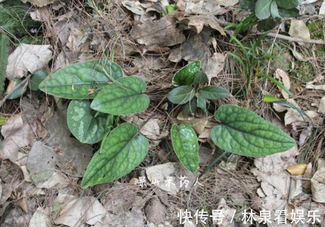 山上的1种“植物”,没有“1米高”,1斤却能卖“40元”,要珍惜