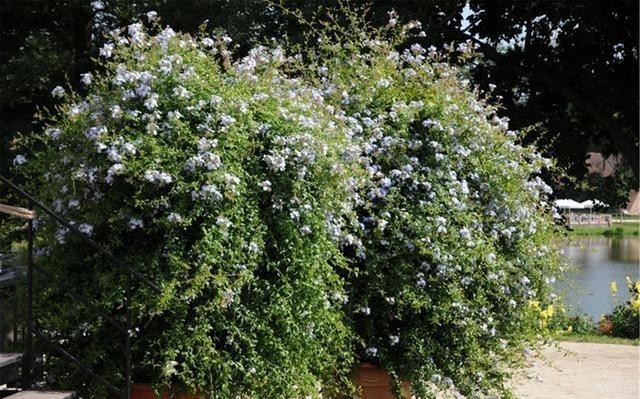 阳台养花蚊子多?自制3种“驱蚊水”,傍晚喷一喷,蚊子不见踪影