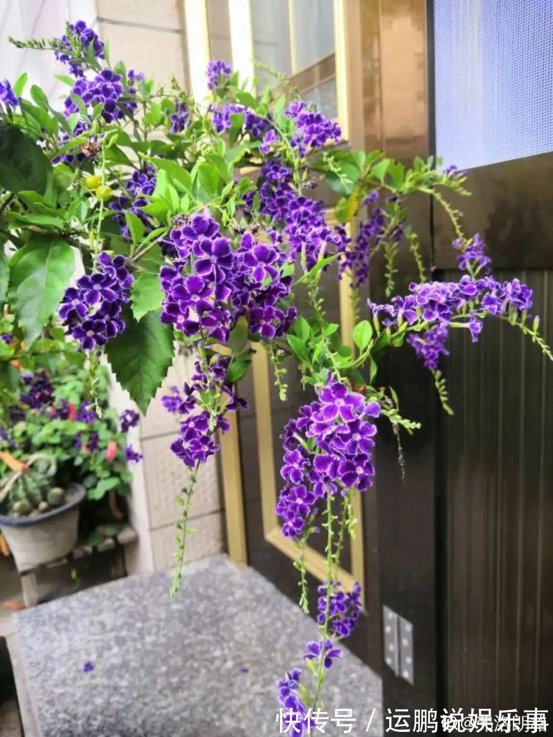 三角梅|30种夏天花,热不死、晒不死,大半年都开花,还没病虫害