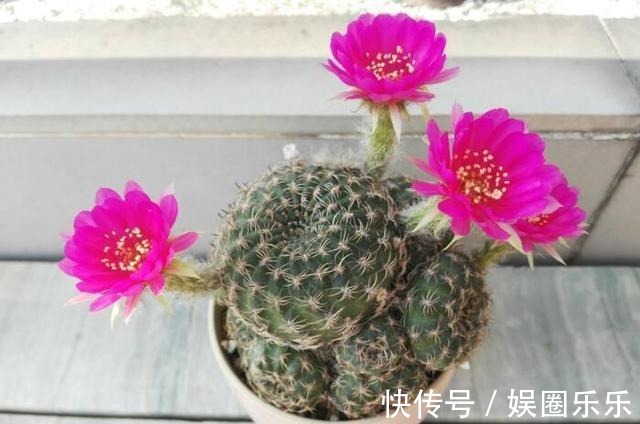 养分|仙人球养得个头可真大,开花硕大又美艳,养护的功夫不能丢!