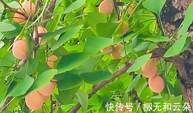 白果仁|鸡汤鲜美可口,酒香微微,鸡肉耙烂,糯软不柴,喝汤吃肉两相宜!