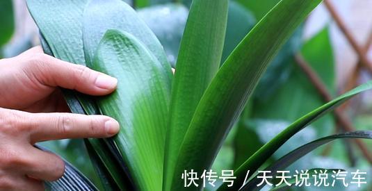 养君子兰，只需一个小方法，叶片肥厚，花苞开完一茬又一茬