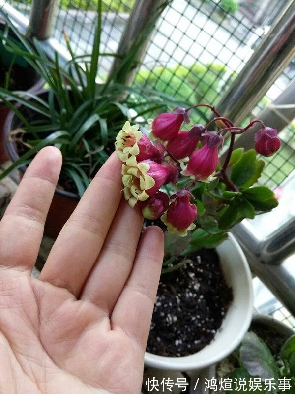 喜欢玫瑰,不如养盆“牡丹名品”岛大臣,花色红颜,花枝招展!