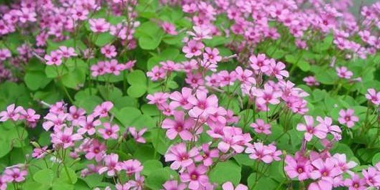 这些盆栽植物疯长爆盆很容易！分分钟长满阳台，扮靓你的生活