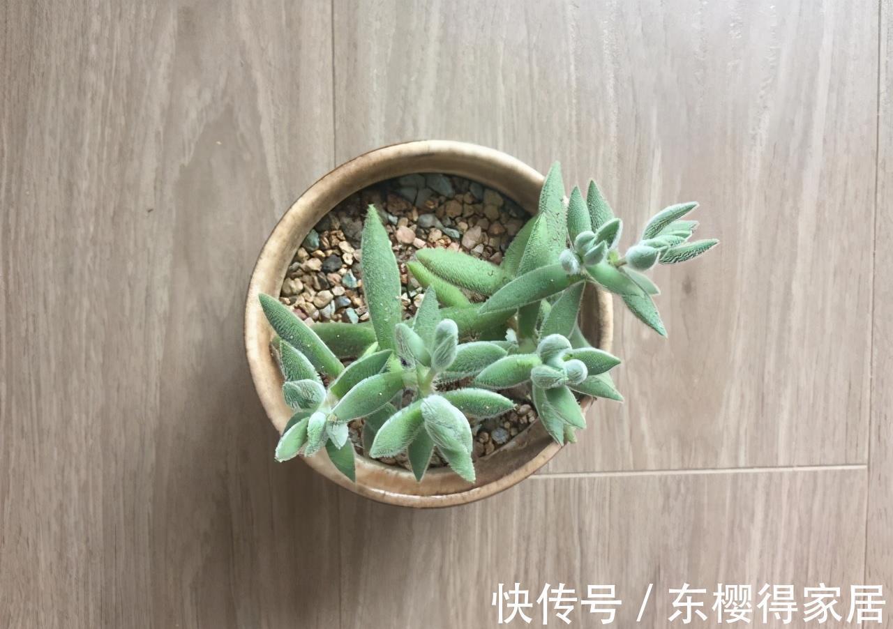 宝贝|多肉新手套餐中收获的宝贝绒针，一年就变成直立老桩，越看越喜欢