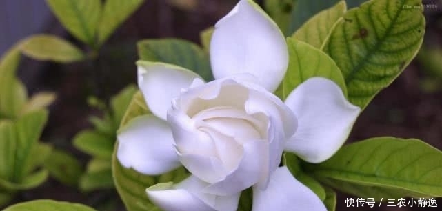 栀子花养了好几年就是不开花, 做足这两点, 年年都爆盆