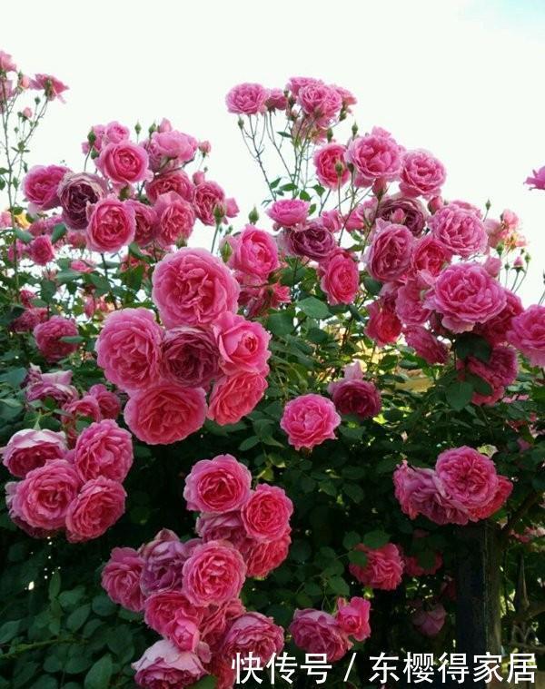 藤月|“藤本月季”哪个品种好?此8种漂亮好养,一年四季开花不停