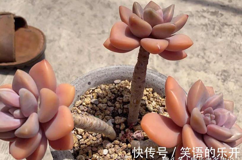 多肉冬美人冬天施肥?也可以,但用肥有讲究,不然会变“冬霉人”